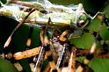 Argiope_bruennichi_P1508_Z_80_Les Gris_Frankrijk